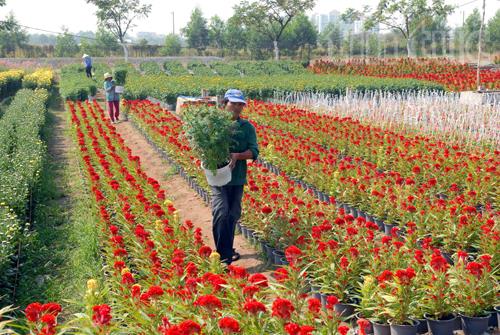 Hối hả hoa tết trước ngày ra thị trường ảnh 4