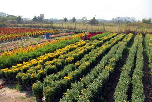Hối hả hoa tết trước ngày ra thị trường ảnh 7