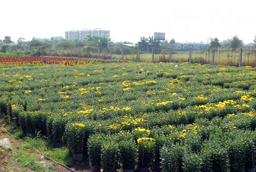 Hối hả hoa tết trước ngày ra thị trường ảnh 6