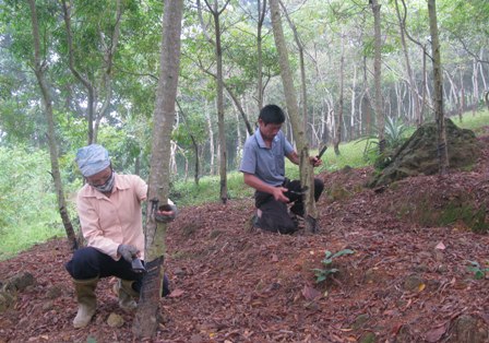 Phú Thọ