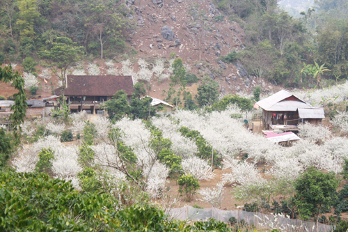 Đắm say hoa mận vùng cao Sơn La ảnh 4
