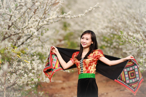 Đắm say hoa mận vùng cao Sơn La ảnh 11