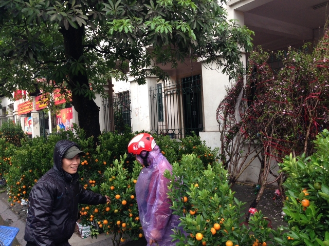 Quất, đào xuống phố ảnh 1