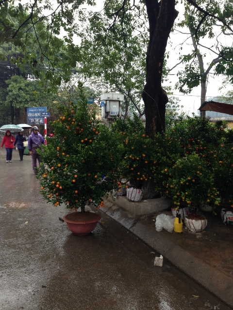 Quất, đào xuống phố ảnh 9