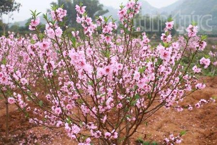 Đào Nhật Tân khoe sắc trên vùng cao Tây Bắc ảnh 2