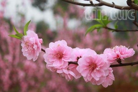 Đào Nhật Tân khoe sắc trên vùng cao Tây Bắc ảnh 3