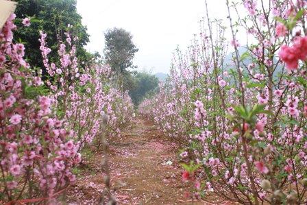 Đào Nhật Tân khoe sắc trên vùng cao Tây Bắc ảnh 4
