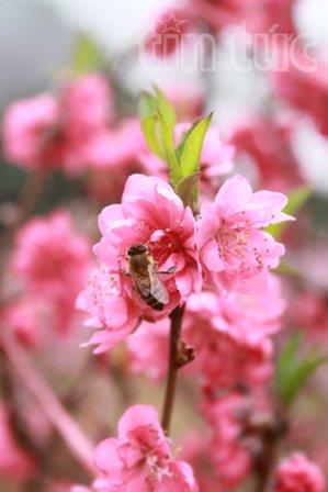 Đào Nhật Tân khoe sắc trên vùng cao Tây Bắc ảnh 5