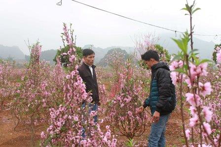 Đào Nhật Tân khoe sắc trên vùng cao Tây Bắc ảnh 6