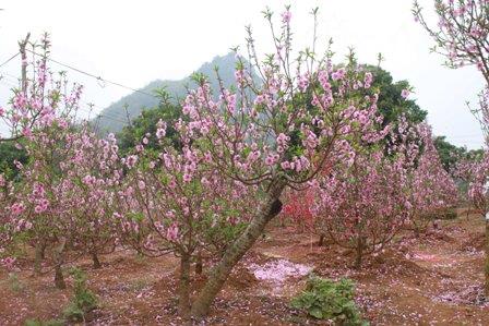 Đào Nhật Tân khoe sắc trên vùng cao Tây Bắc ảnh 8