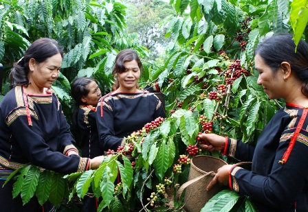 Niềm vui được mùa cà phê ảnh 1