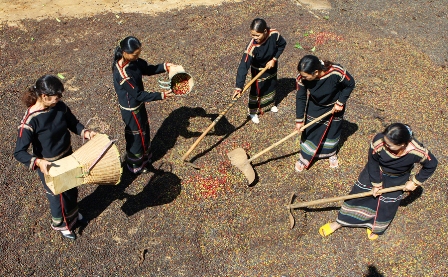 Niềm vui được mùa cà phê ảnh 2