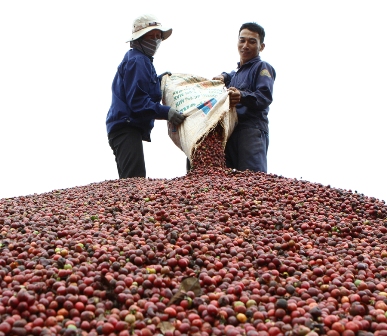 Niềm vui được mùa cà phê ảnh 5