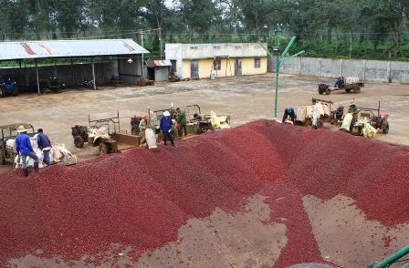 Niềm vui được mùa cà phê ảnh 4