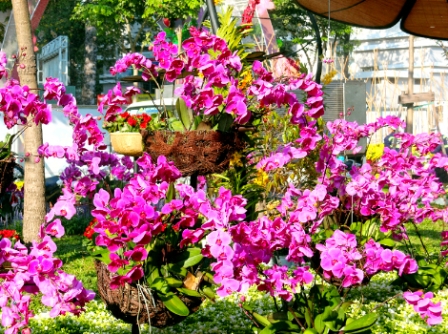 Đường hoa Hàm Nghi trước giờ khai mạc ảnh 7