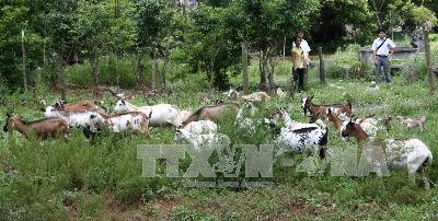 Tiền Giang phát triển mạnh mô hình nuôi dê ảnh 1