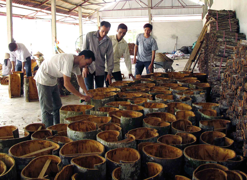 Mùa xuân trên đồi quế Văn Yên ảnh 1