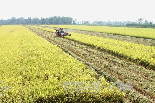 Sau Tết giá lúa tăng liên tục ảnh 1