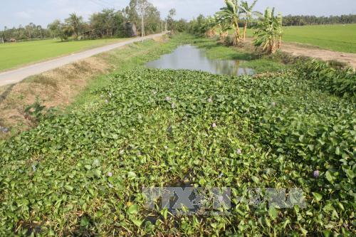 Nước mặn lấn sâu nội đồng Trà Vinh hơn 50 km ảnh 1