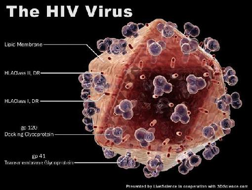 Phát hiện nguồn gốc hai chủng HIV còn lại ảnh 1