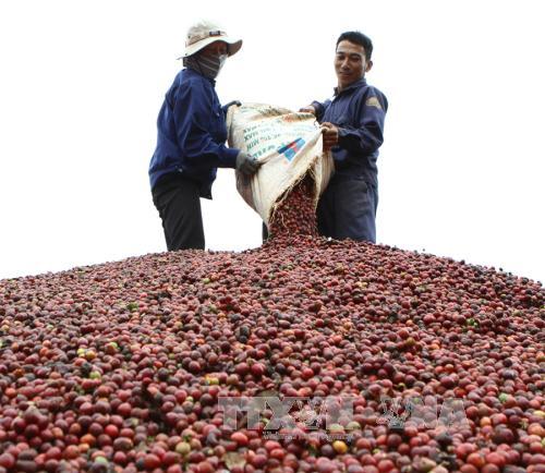 Cà phê Đắk Lắk hướng đến sản xuất bền vững ảnh 1