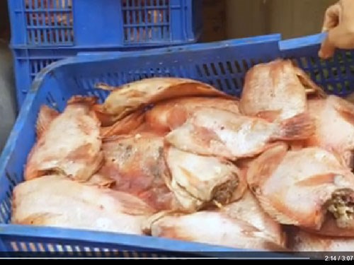Phát hiện thịt cá hôi thối tuồn vào bếp ăn trường học ảnh 1