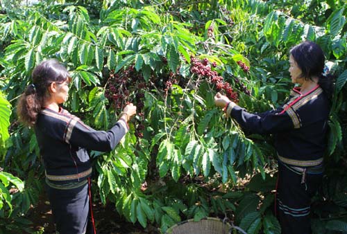 Đắk Lắk sẽ là thủ phủ cà phê của cả nước ảnh 1
