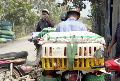 TP.HCM: Bắt 9 vụ vận chuyển gia cầm không rõ nguồn gốc ảnh 1