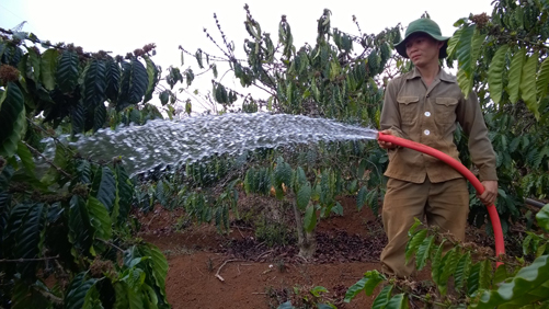 Dốc sức chống hạn cho cây cà phê ảnh 2