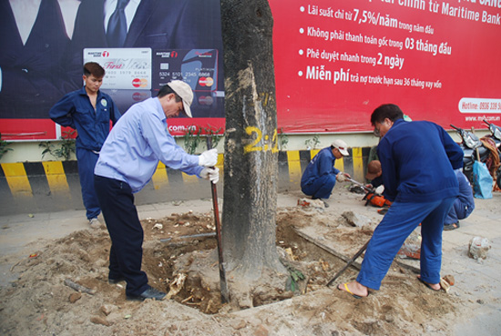 Hà Nội bắt đầu thay thế 6.700 cây xanh ảnh 1