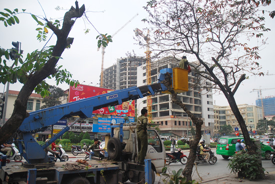 Hà Nội bắt đầu thay thế 6.700 cây xanh ảnh 3