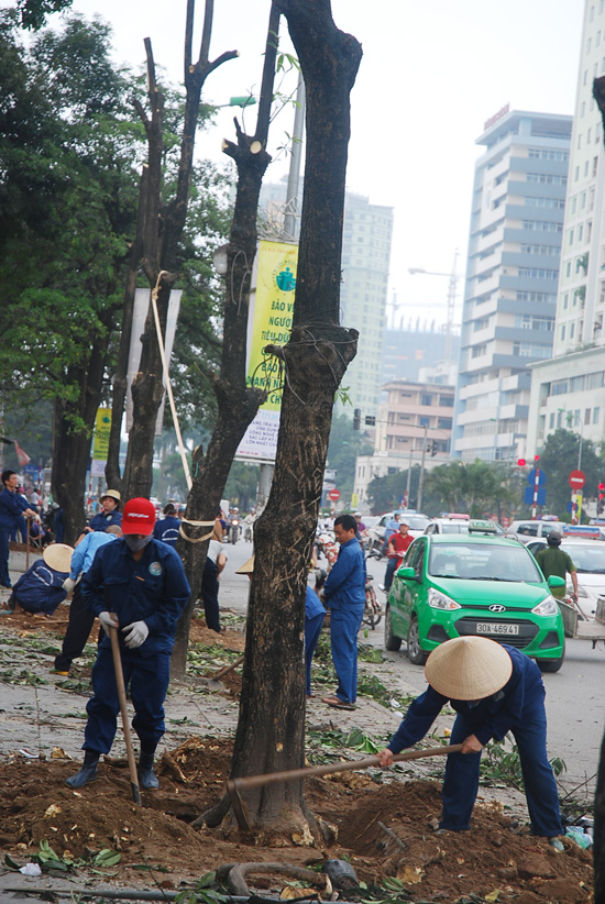 Hà Nội bắt đầu thay thế 6.700 cây xanh ảnh 4