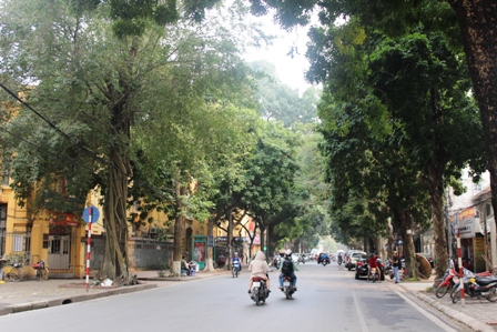 Những hàng cây xanh quyến rũ của Hà Thành ảnh 2