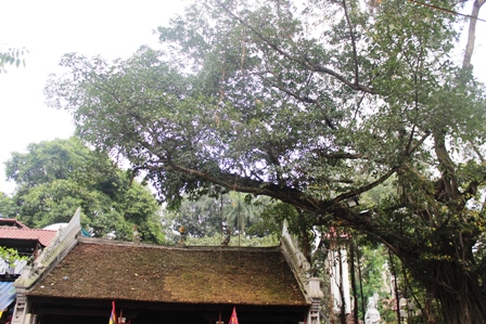 Những hàng cây xanh quyến rũ của Hà Thành ảnh 15