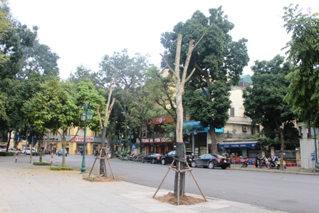 Những hàng cây xanh quyến rũ của Hà Thành ảnh 17