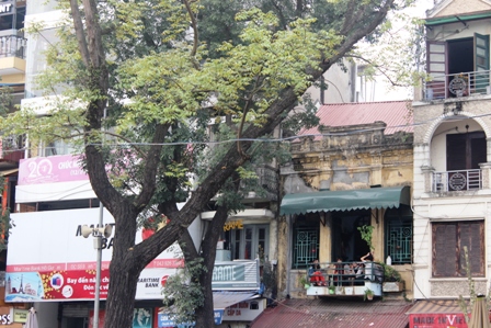Những hàng cây xanh quyến rũ của Hà Thành ảnh 16