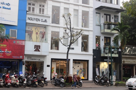 Những hàng cây xanh quyến rũ của Hà Thành ảnh 18