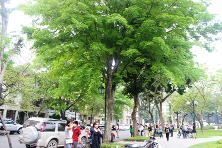 Những hàng cây xanh quyến rũ của Hà Thành ảnh 9