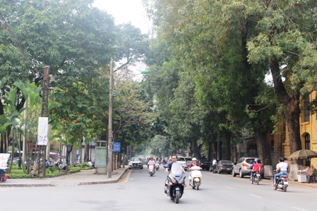 Những hàng cây xanh quyến rũ của Hà Thành ảnh 3