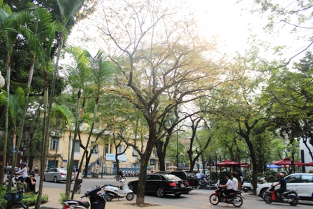 Những hàng cây xanh quyến rũ của Hà Thành ảnh 6