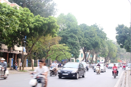 Những hàng cây xanh quyến rũ của Hà Thành ảnh 14