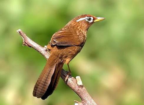 Nhớ dàn hợp xướng đồng quê