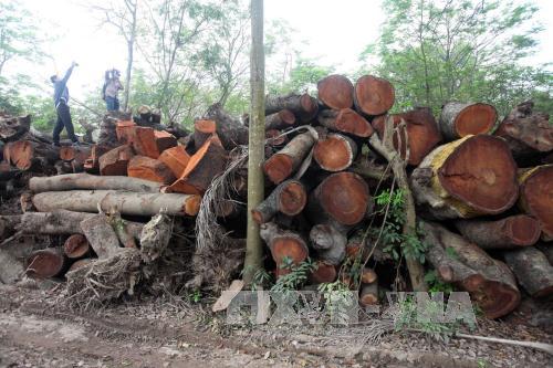 Cận cảnh bãi tập kết cây bị đốn hạ tại Hà Nội ảnh 2