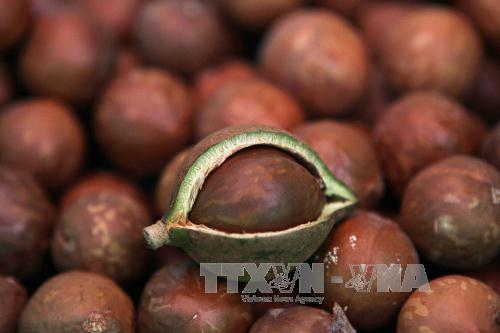 Thận trọng khi phát triển cây Mắc ca ở Tây Nguyên ảnh 1