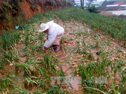 Mưa đá, gió lốc tại Đà Lạt gây thiệt hại khoảng 10 tỷ đồng ảnh 1