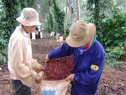 Phát triển ngành cà phê vẫn bấp bênh ảnh 1