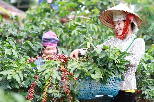 Sơn La cần phát triển kinh tế và phòng chống ma túy ảnh 2