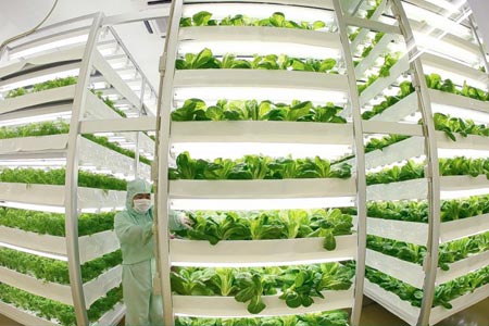 Nhật Bản xây nhà máy sản xuất rau sạch tại Hà Nam ảnh 1