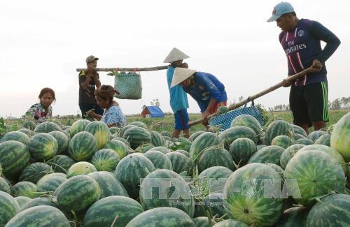 Chung tay giúp nông dân miền Trung bị ép giá dưa hấu ảnh 1