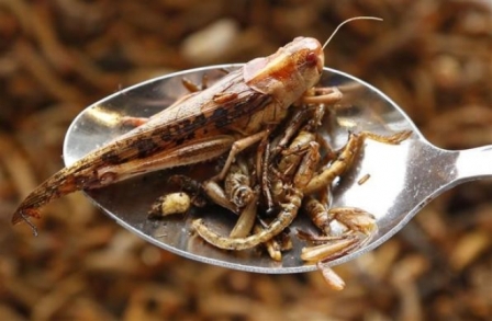 'Người dân EU nên ăn côn trùng' ảnh 1